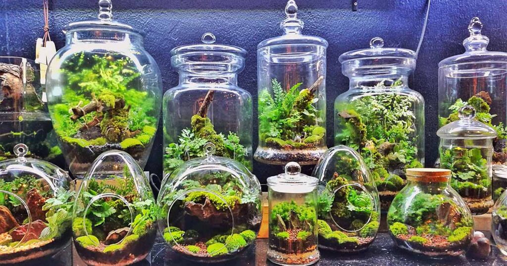 A photograph of several terrariums, plants growing inside glass sculptures.