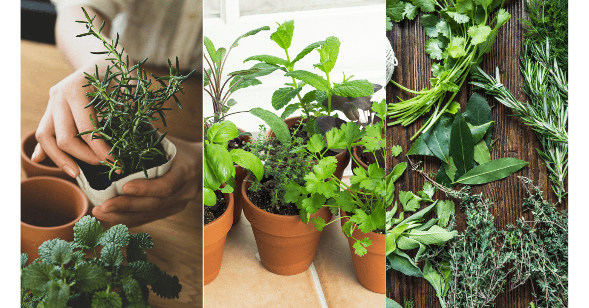 Herb Garden Primer & Starter Kit