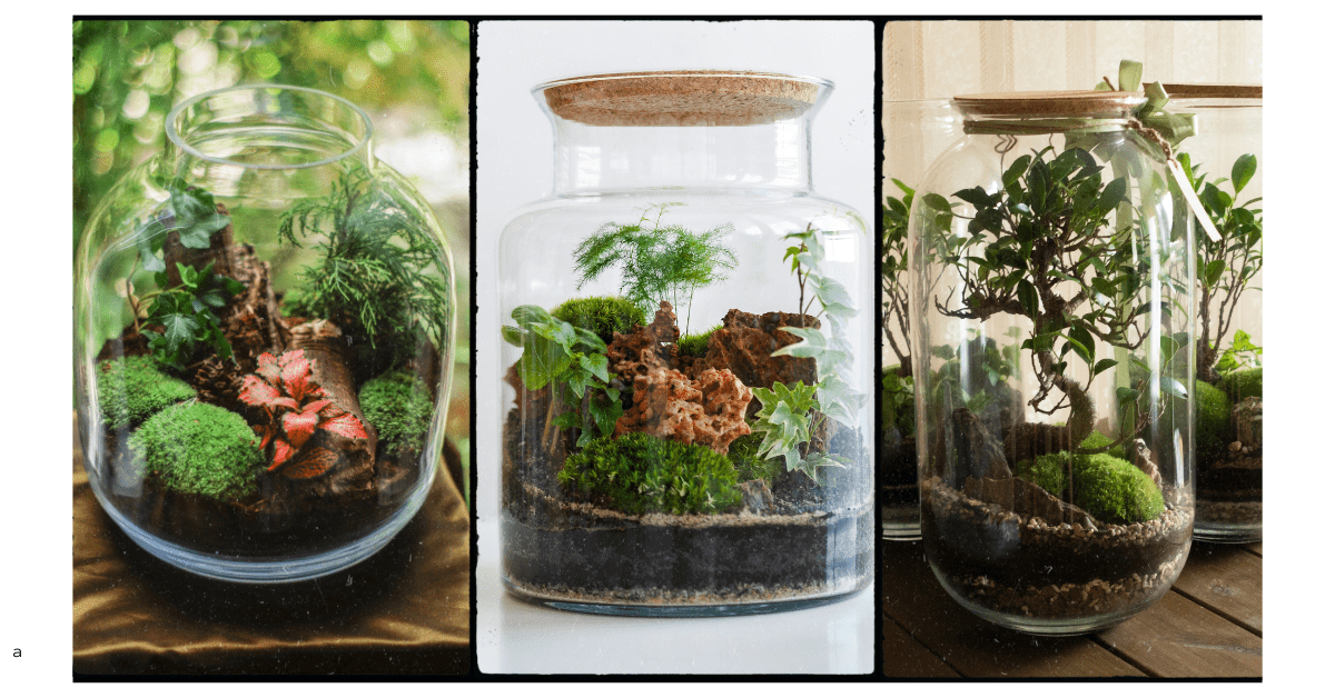 Pictures of terrariums