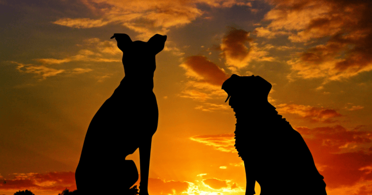 Two dogs looking into the sunset